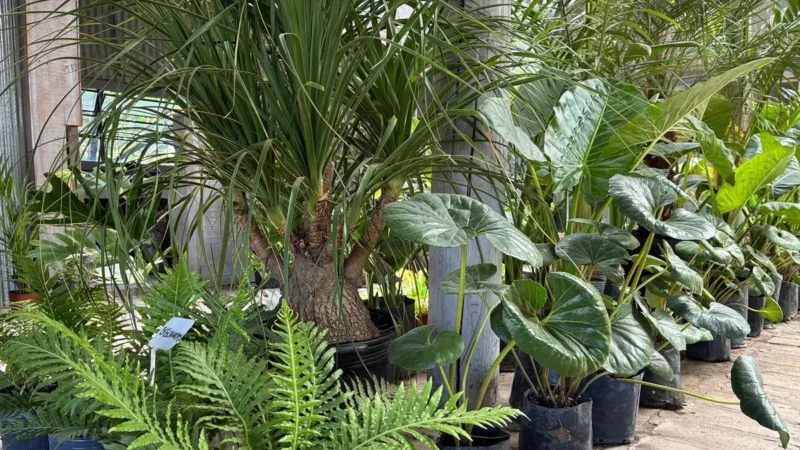 Tendencia tropical en Canning: auge de plantas de hojas