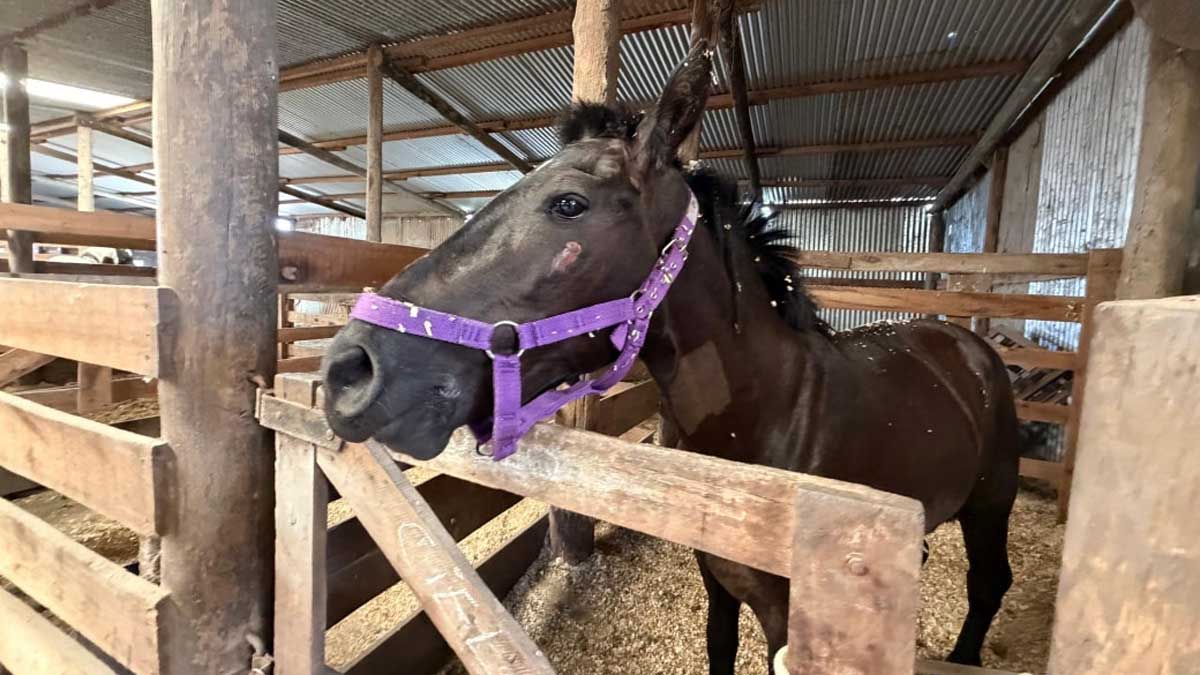 ACMA busca predio para que más de 130 caballos vivan en libertad