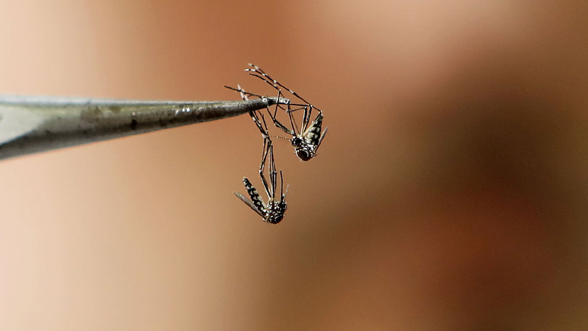 Provincia sin brotes: avanza la vacunación contra el dengue