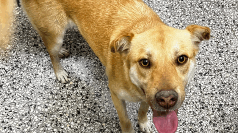 Monte Grande: perra perdida apareció en Secundaria 18; buscan dueños