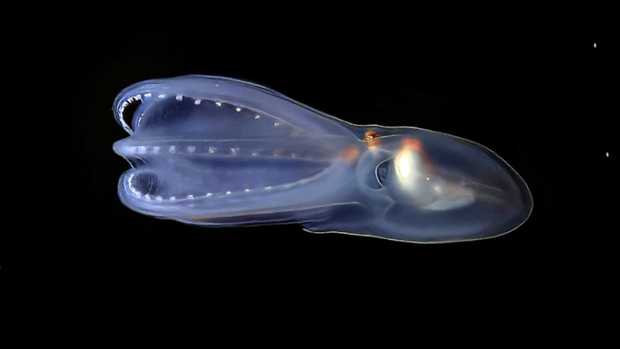 Parte una nueva expedición científica al Mar Argentino para investigar