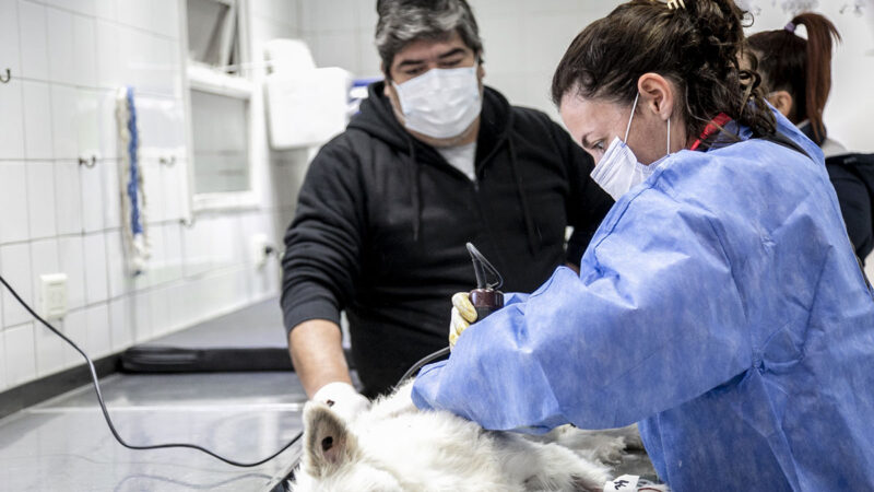 Lanús lanza operativo itinerante de castración con turnos presenciales