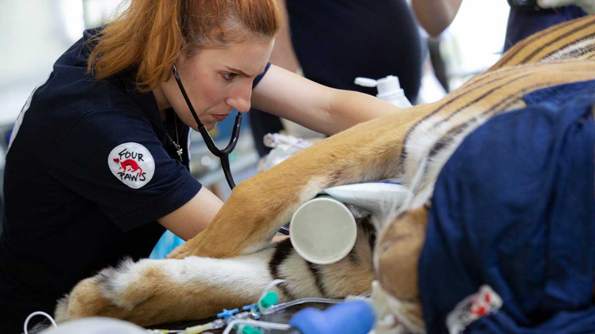 Cierre del zoo de Luján: buscan reubicar felinos y osos en santuarios